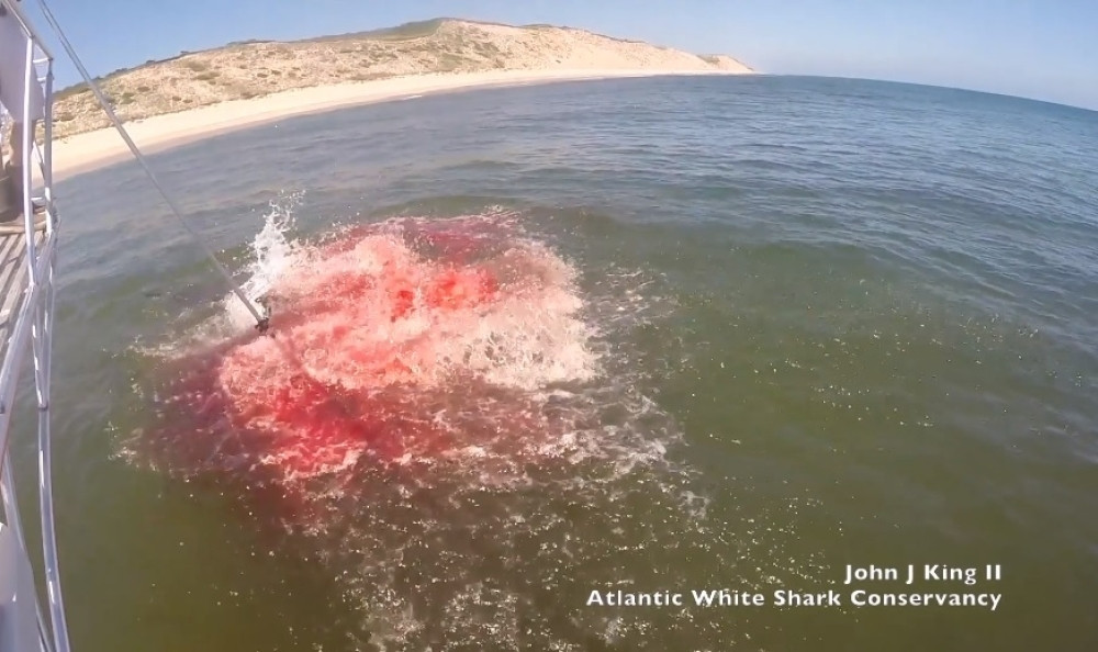 Pratili su ajkulu i našli se u KRVAVOM MORU! (UZNEMIRUJUĆI VIDEO)