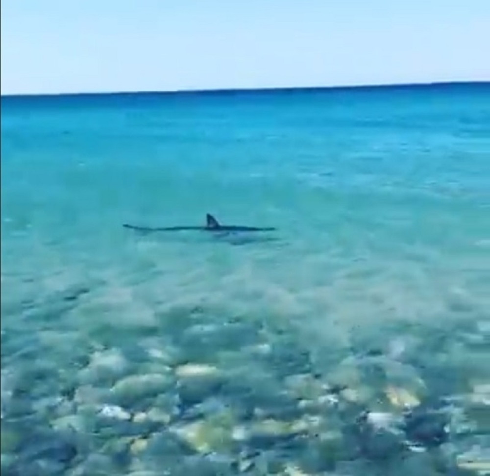Ajkula u plićaku na omiljenom letovalištu Srba, turisti je šokirani snimali (VIDEO)