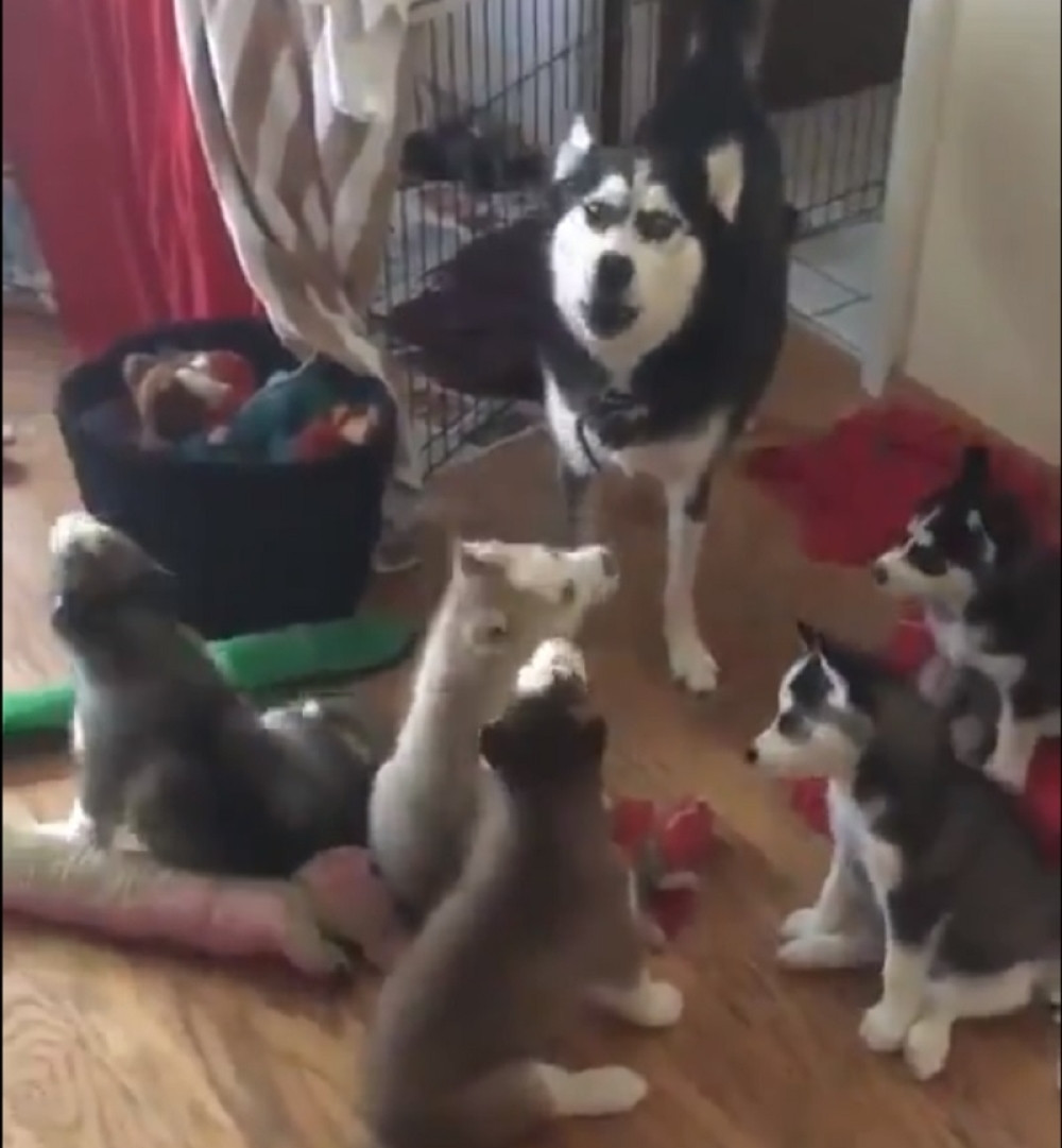 Kuca im se oštenila, a ubrzo su shvatili DA VIŠE NIKAD NEĆE SPAVATI (VIDEO)