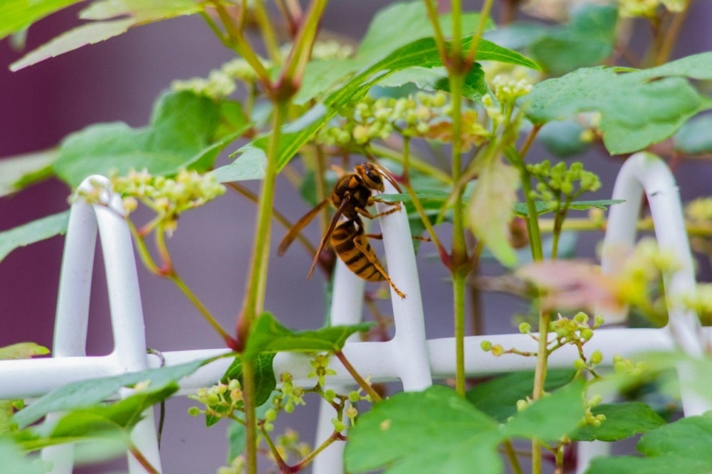 SVI OVO IMATE U KUĆI Provereni narodni lek koji će vam pomoći nakon ujeda insekta