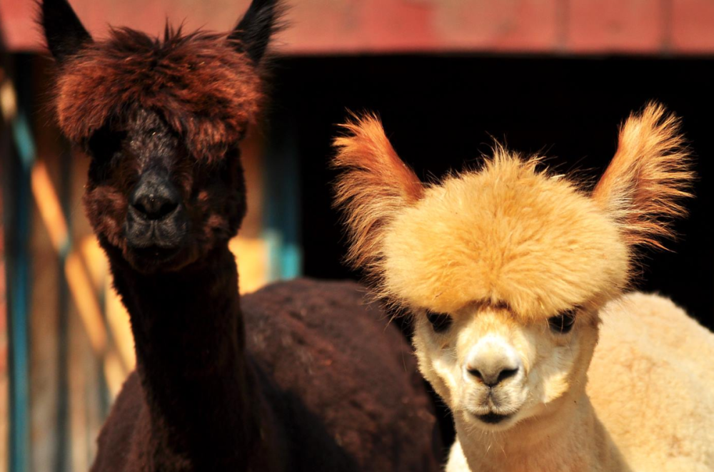 Ove životinje od danas žive na Kalemegdanu, a došle su sa DRUGOG KRAJA ZEMLJE (FOTO)