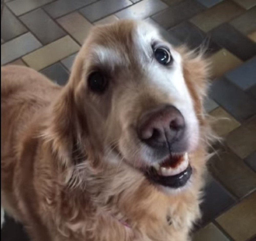 Vlasnica je rekla svom psu da mu je odstranjen rak, a kada vidite njegovu reakciju RASPLAKAĆETE SE OD SREĆE! (VIDEO)