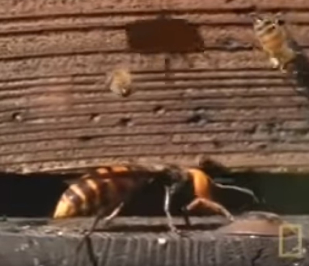 Nova opasnost stigla u SAD - azijski smrtonosni stršljen