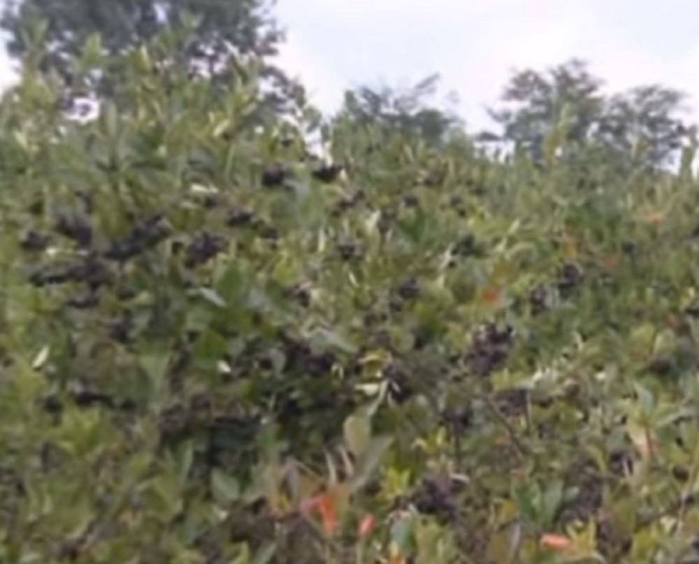 Bojan nema kome da proda svoje proizvode, pa je odlučio da ih poklanja! Kada vidite koliko je zdravo, ODMAH ĆETE OTRČATI U VOJKOVCE