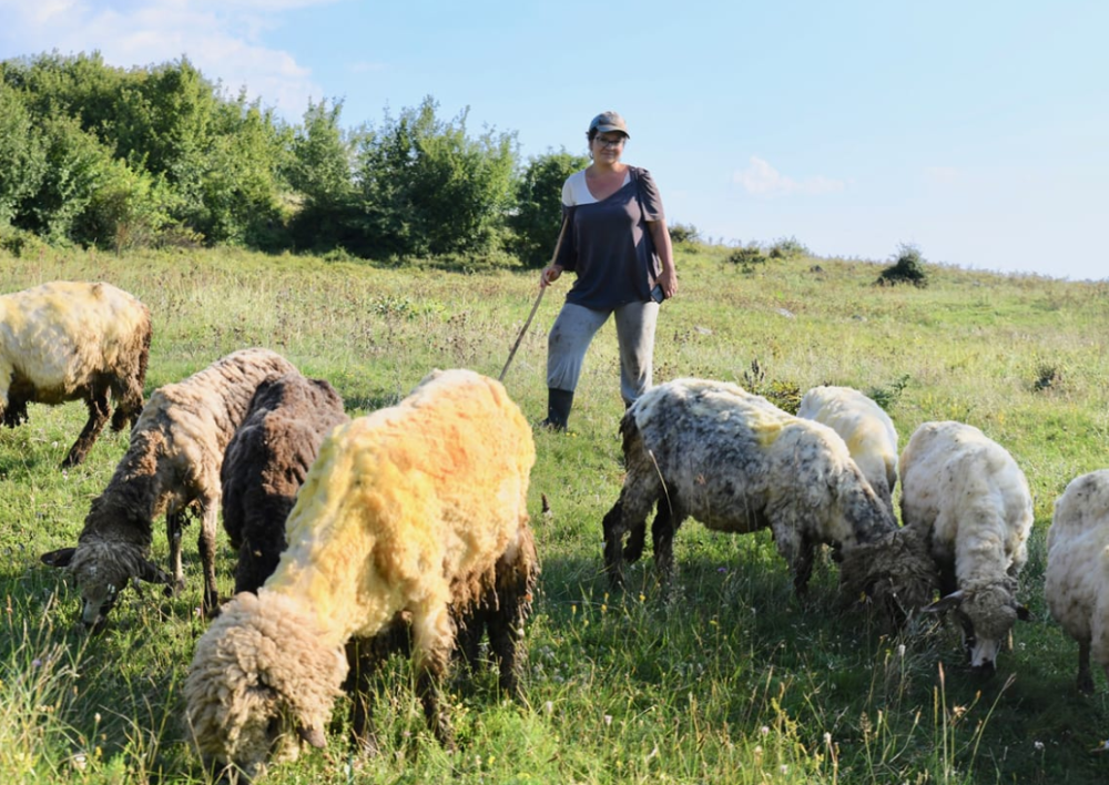 Milica je ekonomista, ali kada joj se smuči kancelarija pobegne na Staru planinu na DRUGI POSAO