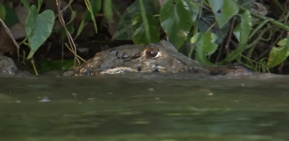 Kajman je napao vidru, ono što je usledilo ŠOKIRAĆE VAS! (VIDEO)