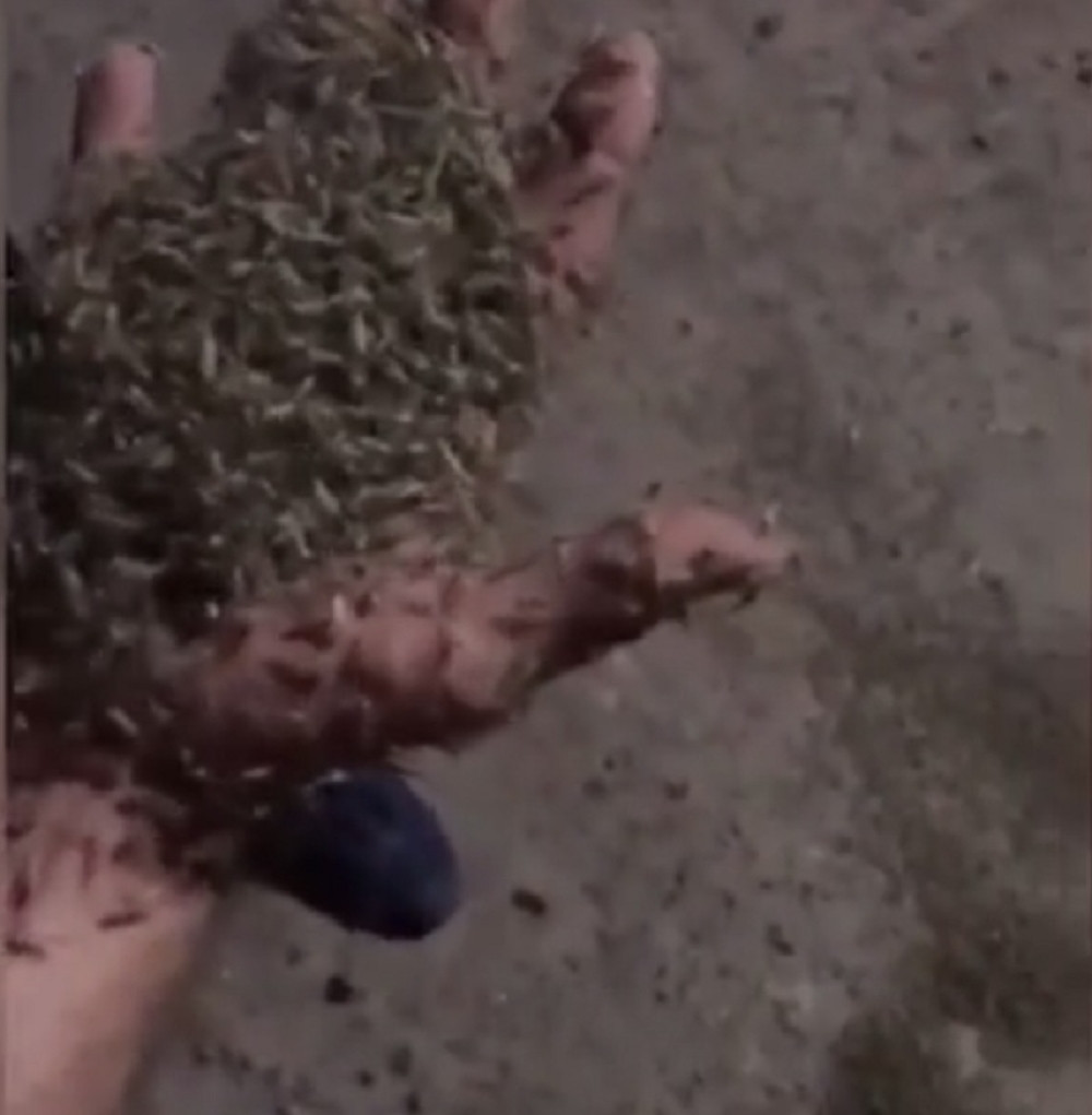 Invazija buba na ruski grad! PREKRILE PUTEVE, ljudi padaju preko njih, ništa se ne vidi (UZNEMIRUJUĆI VIDEO)