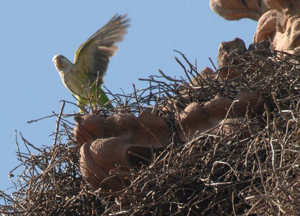 Papagaji "picojedi" okupirali Njujork! (FOTO)