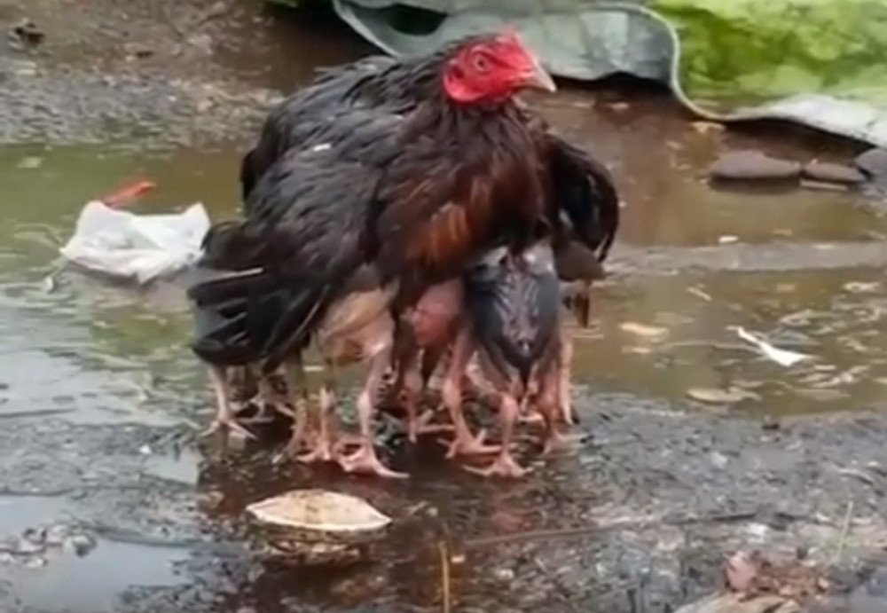 Ova kokoška je bolji roditelj od mnogih ljudi! (VIDEO)