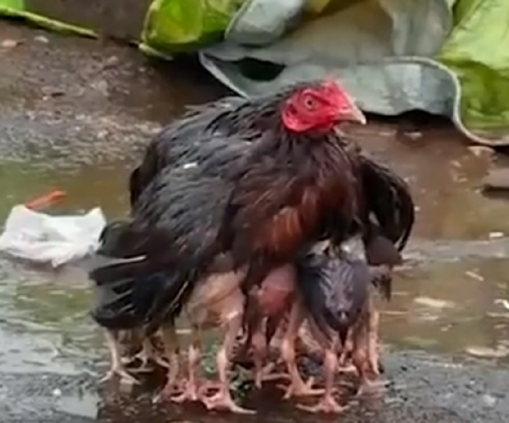 MAJČINSKA LJUBAV: Počela je provala oblaka, a kokoška je učinila sve da zaštiti svoje piliće