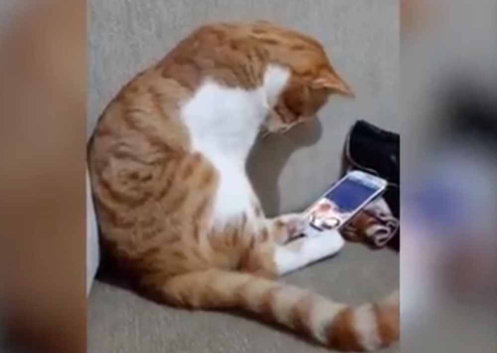 Snimak ove mačke je nešto najlepše što ćete danas videti (VIDEO)