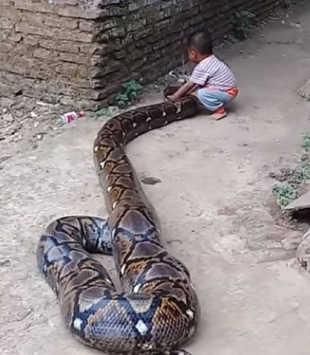 DETE SE IGRALO SA DŽINOVSKIM PITONOM, A ONDA... Zaledićete se nakon što pogledate ovaj snimak