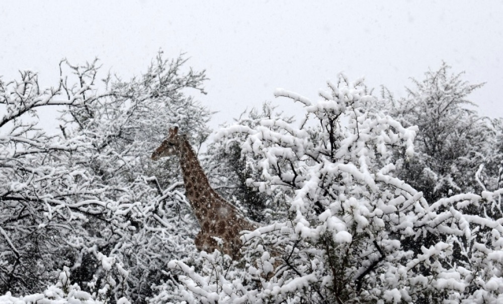 Usred septembra u Južnoj Africi VEJE SNEG (VIDEO)