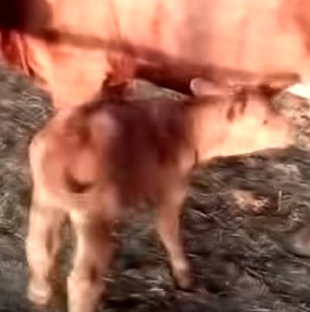 Ispunilo se proročanstvo, na svet stiglo crveno tele! Evo šta to znači