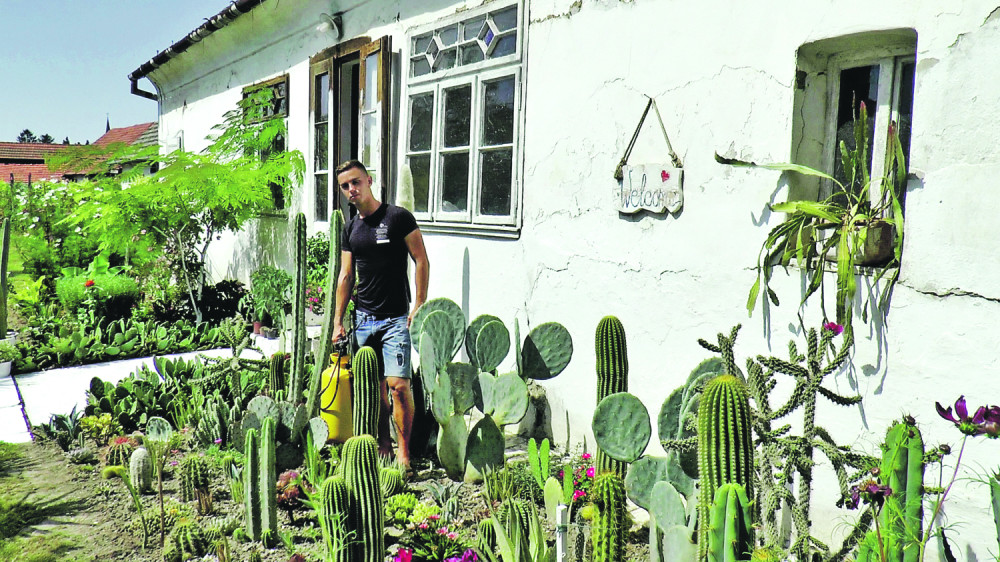 Svako ko uđe i Milanovu baštu pomisli da je stigao u Meksiko, a mora da pazi i da se ne ubode!