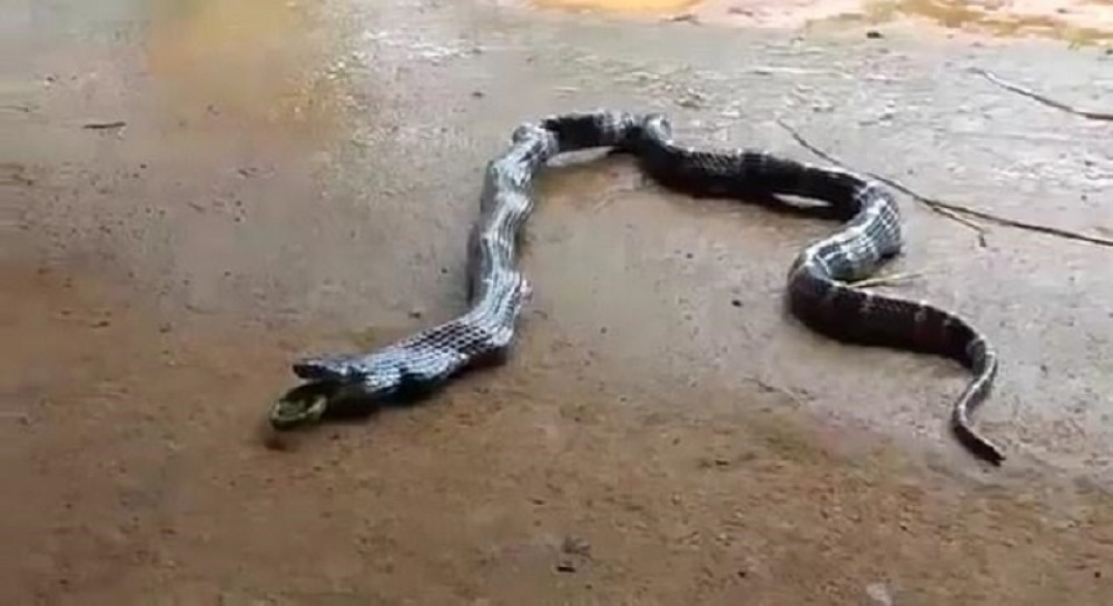 Ispred kuće našao zmiju, mislio je da je mrtva, a onda je usledila JEZIVA SCENA (UZNEMIRUJUĆE)