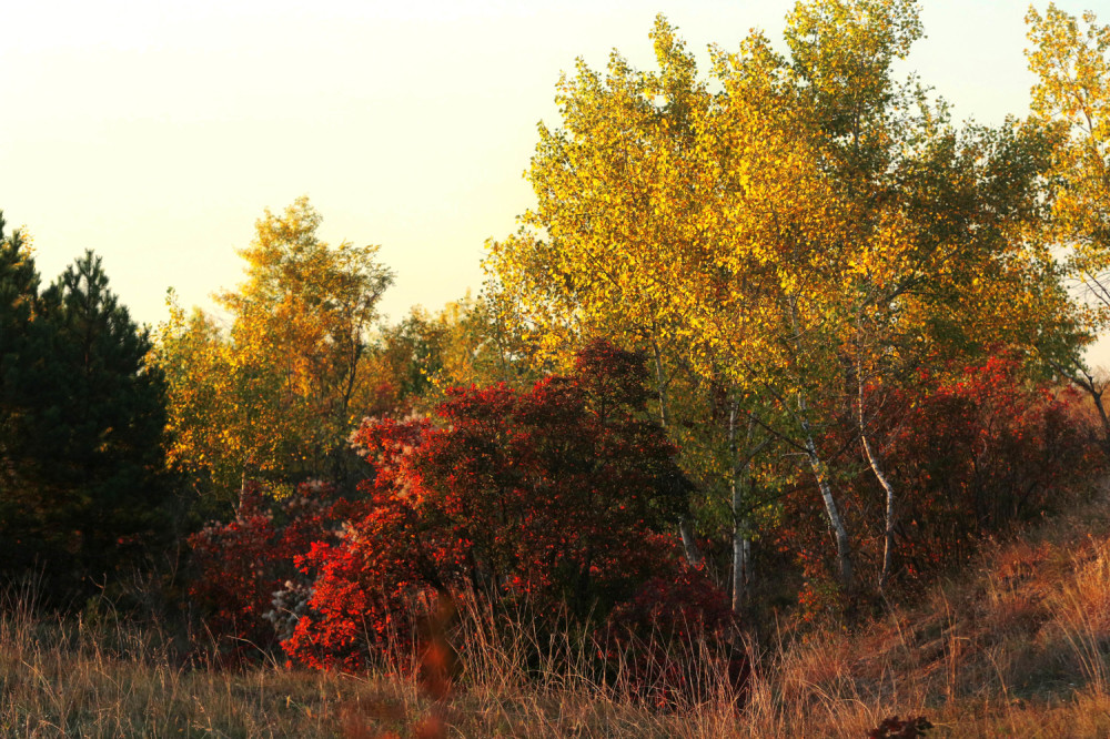 Umesto na stanicu odvezao je u šumu, vezao koleginici svoje žene ruke žicom, a onda je usledio UŽAS