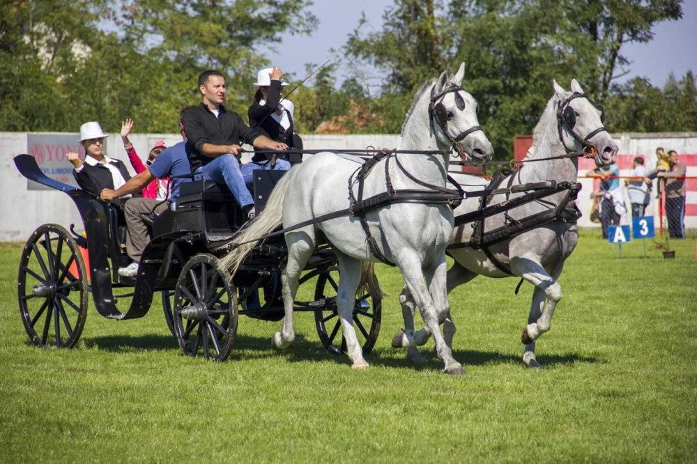 Na 25. jubilarnoj fijakerijadi u Surduku lipicaner neprocenjive vrednosti