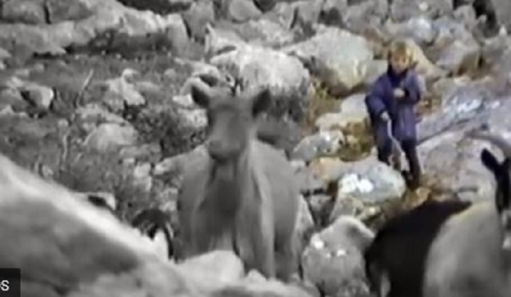 Mali čobanin, koga vidite i koji tera ovce BEZ STRAHA OD OPASNIH VUKOVA je Luka Modrić, najbolji fudbaler sveta! (VIDEO)