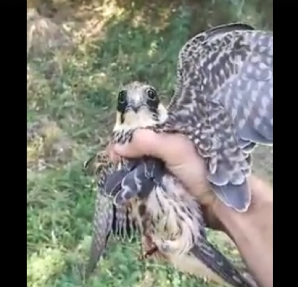 Sokolu odsekli noge i ostavili ga da umre u mukama, ispuštao JEZIVE KRIKE (UZNEMIRUJUĆE)