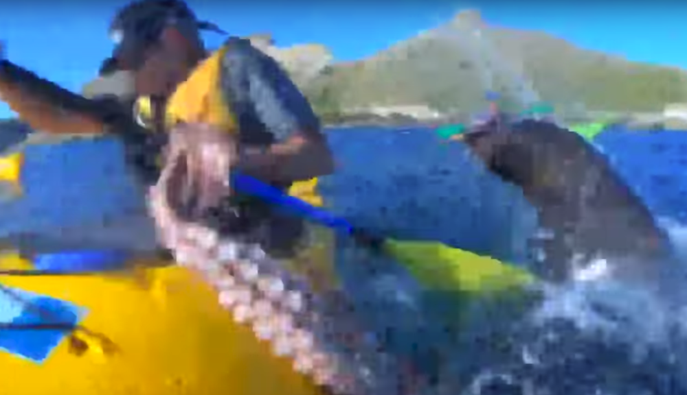 Plovio je kajakom, a onda je izronila foka i udarila ga HOBOTNICOM?! Razumno objašnjenje ipak postoji (VIDEO)