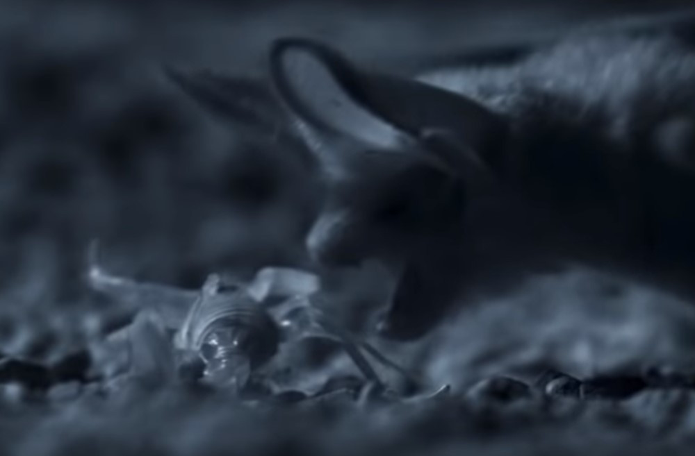 Čuveni reper komentarisao borbu šišmiša i škorpiona, rezultat je URNEBESAN! (VIDEO)