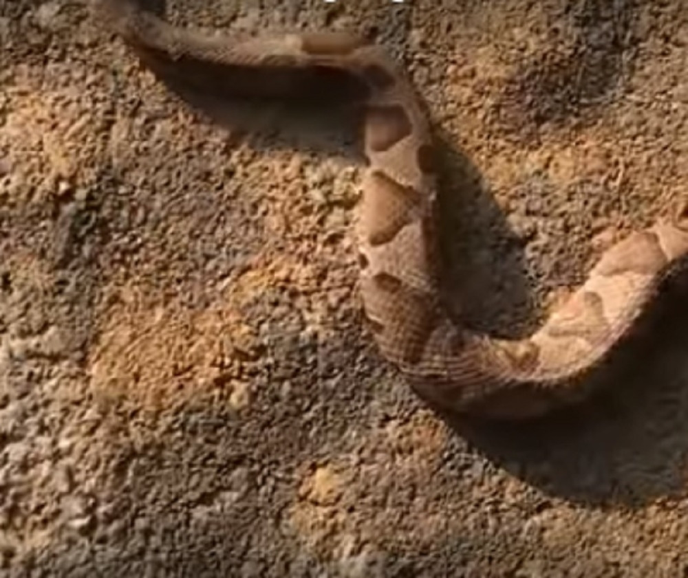 Pronađena otrovna zmija sa dve glave