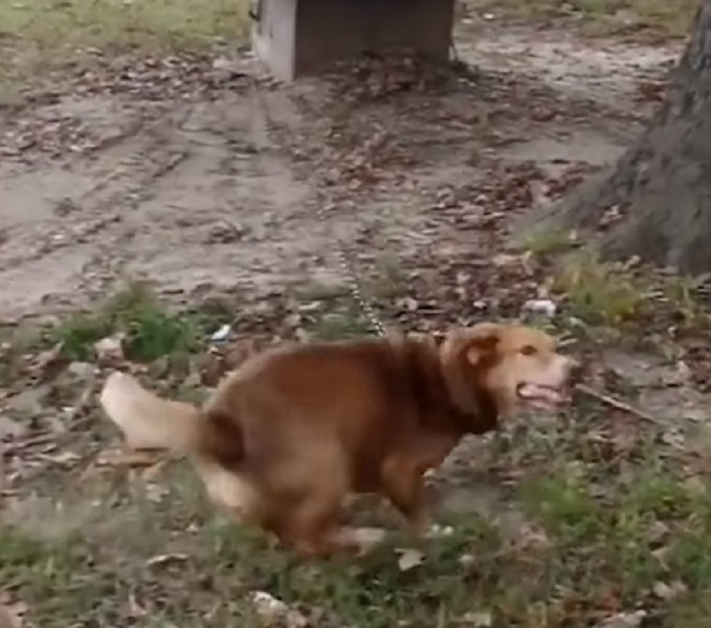 Najdirljivija priča koju ćete ikad pročitati o jednom psu (POTRESAN VIDEO)