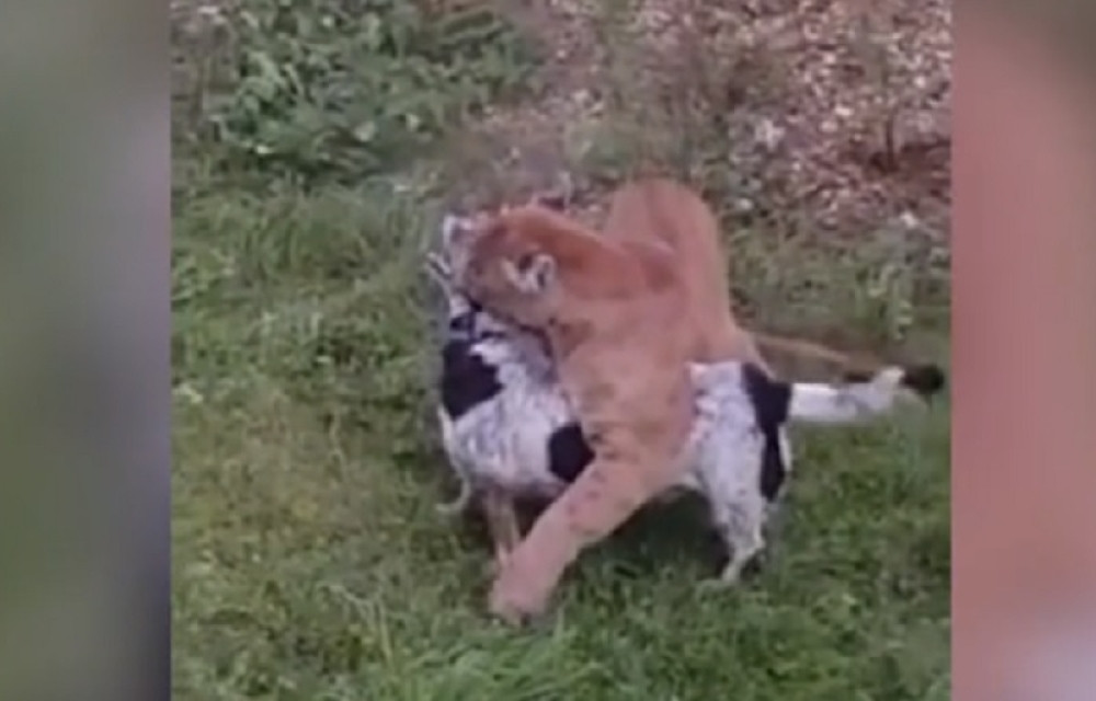 Pas je zacvileo u dvorištu, kada su gazde pogledale kroz prozor, sledile su se!