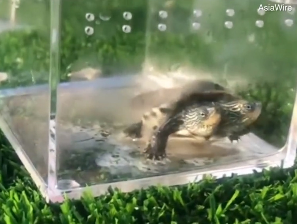 Pronađeni fosili kornjače veličine automobila (foto)