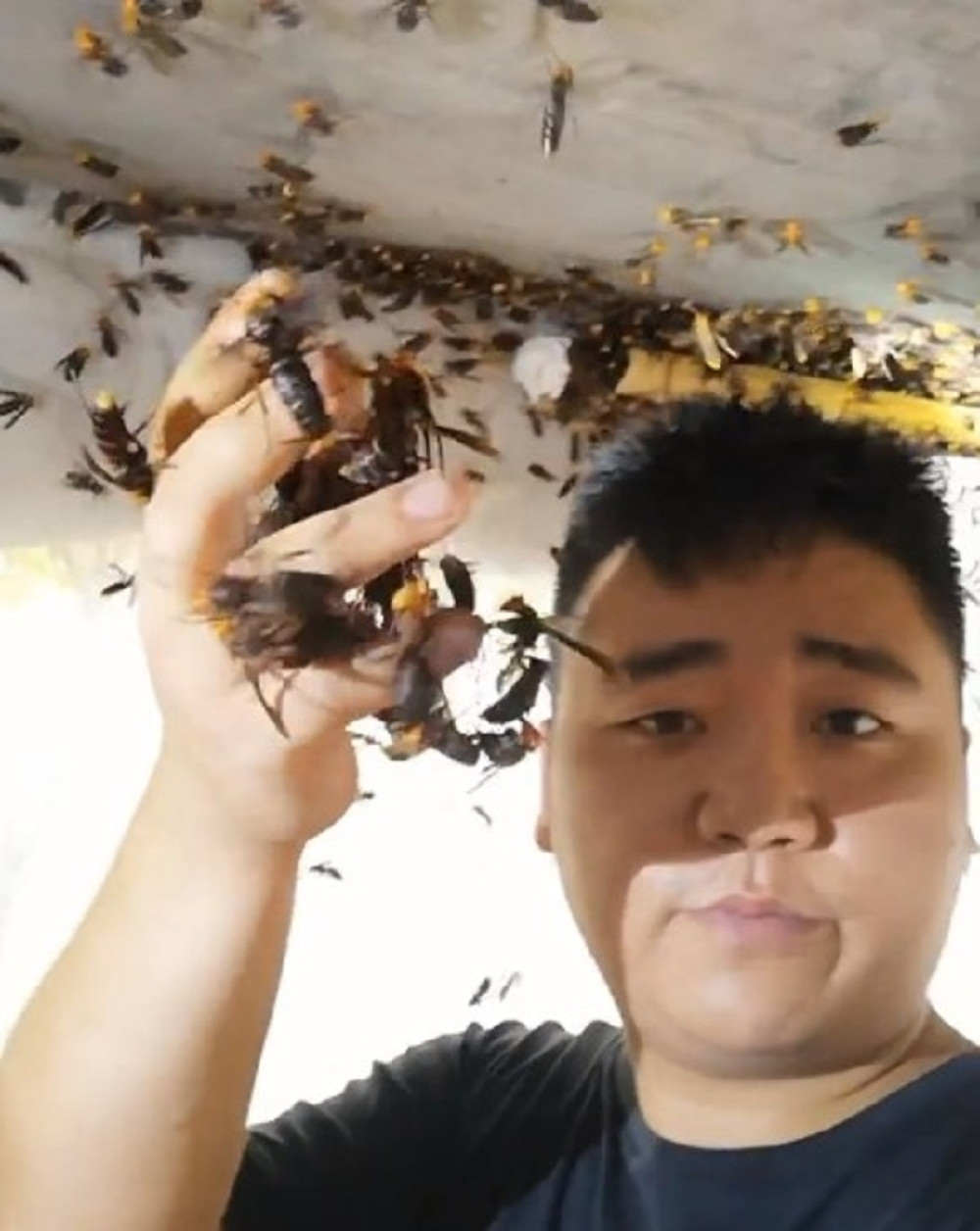 Momak hvata stršljenove rukama kao dobar dan! Postoji velika tajna zašto ga ne izujedaju, ne pokušavajte ovo kod kuće (VIDEO)