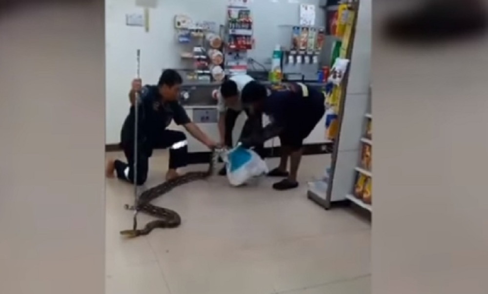 U zemlji koju Srbi rado posećuju vrvi od džinovskih zmija, jednu su uhvatili kako drema kod frižidera u radnji!