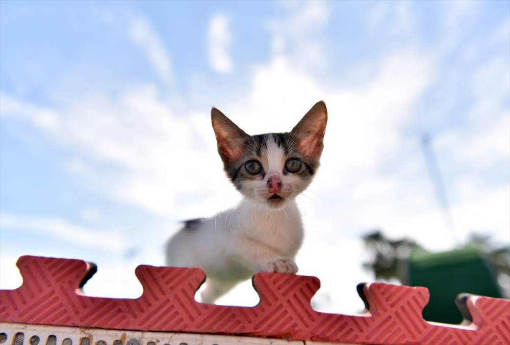 U ovom gradu postoji park namenjen isključivo MAČKAMA i bukvalno izgleda kao raj na zemlji! (FOTO)