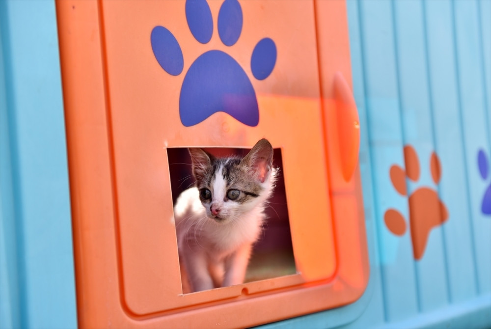 Mačke su neprikosnoveni predatori!