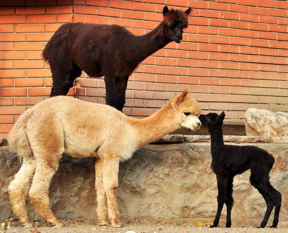 Posle dva meseca - zoološki vrt na Paliću ponovo radi