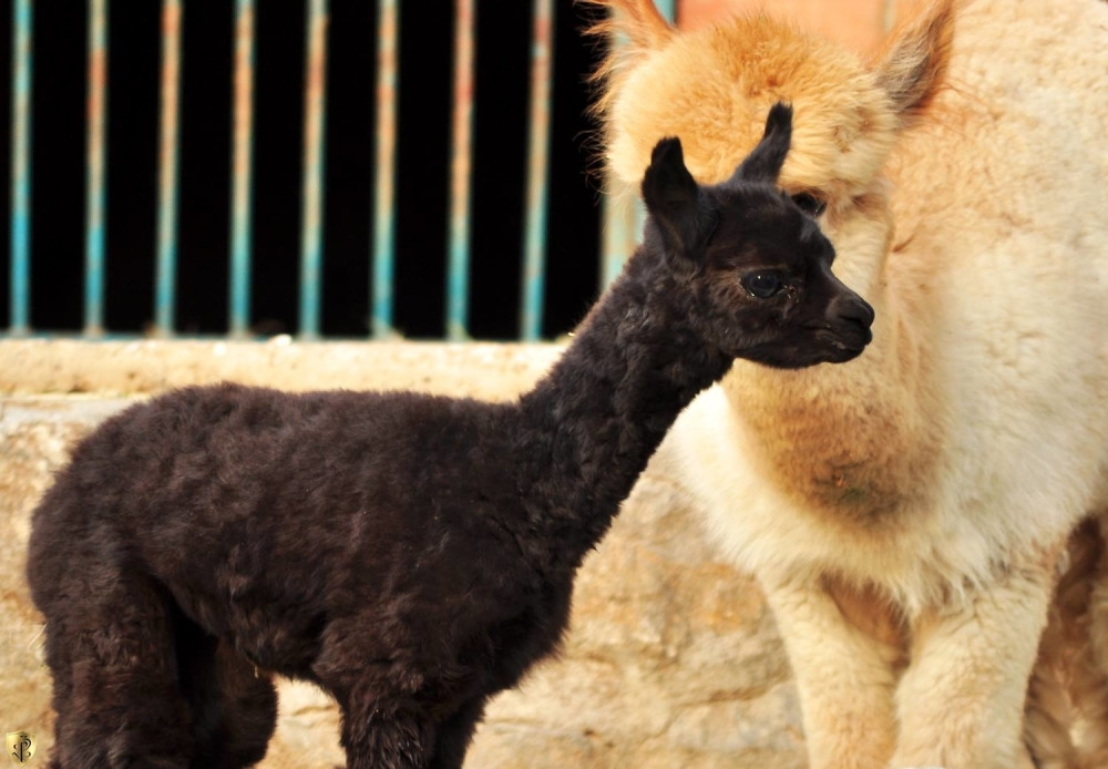 Više ne, sada je situacija potpuno drugačija