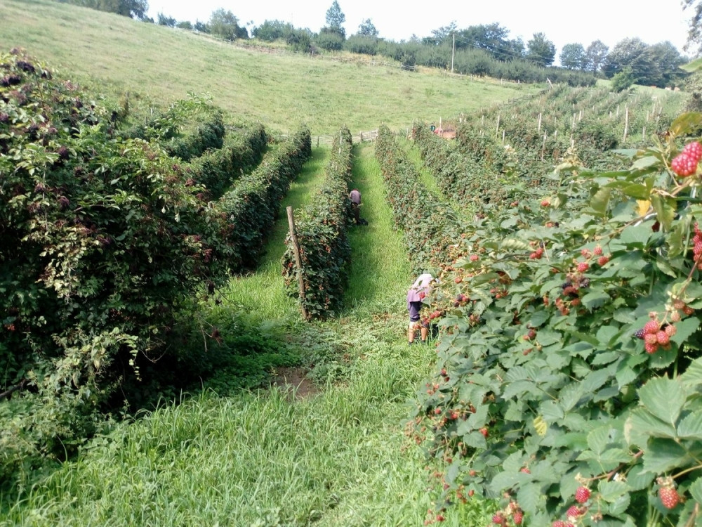 Ko uzgaja ovu voćku u Srbiji, zarađuje bogatstvo, litar soka košta 10 evra