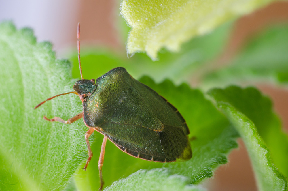 Isprskajte vrata i prozore jednom mešavinom i zaštitite dom od smrdibuba