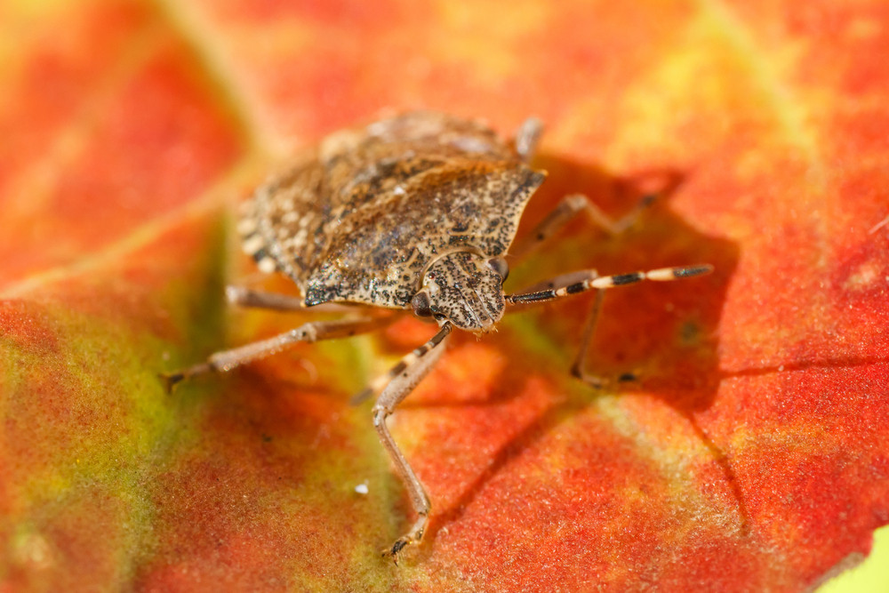 Rešite se smrdibuba zauvek! Napravite sastojak i stavite ga baš na ova mesta, više se neće približavati!