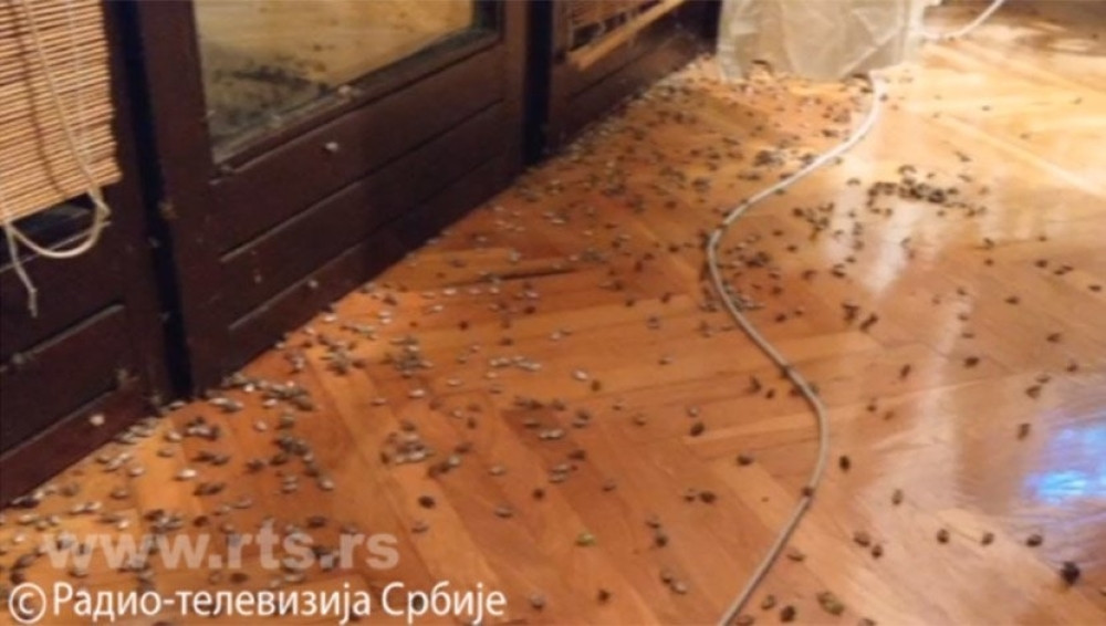 Ova  smeša zauvek će oterati smrdibube iz vaše kuće