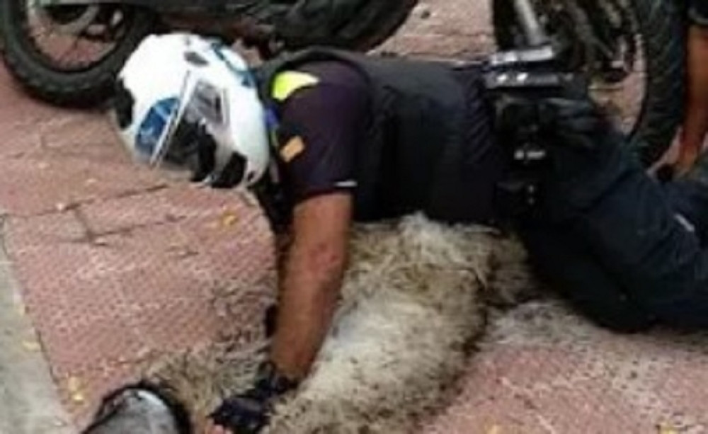 Životinja pobegla sa farme i UMRLA OD STRESA dok su je jurili motorima! Policajci se smejali kao ludi (VIDEO)