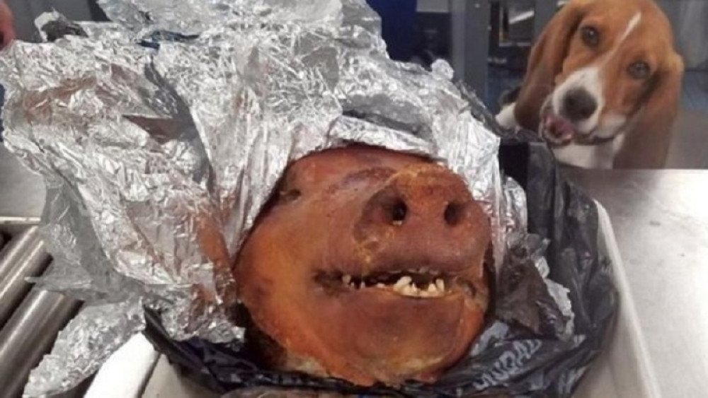 Ubacio je pečeno prase u kofer, pa krenuo u avion! Ovo stvorenje mu je malo poremetilo planove! (FOTO/VIDEO)