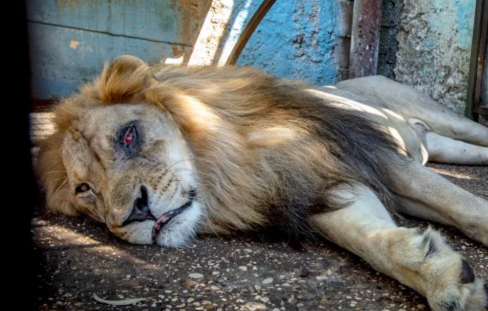 Britanci nabasali na "Zoo vrt iz pakla" u Albaniji, nisu mogli da veruju u kakvim uslovima su držali životinje (FOTO, VIDEO)