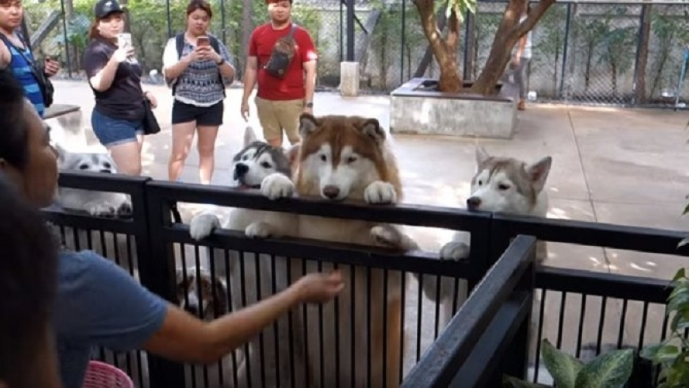 Besplatno maženje! U ovom kafiću uz ponudu hrane i pića, gostima su na raspolaganju i ovi preslatki kučići (VIDEO)