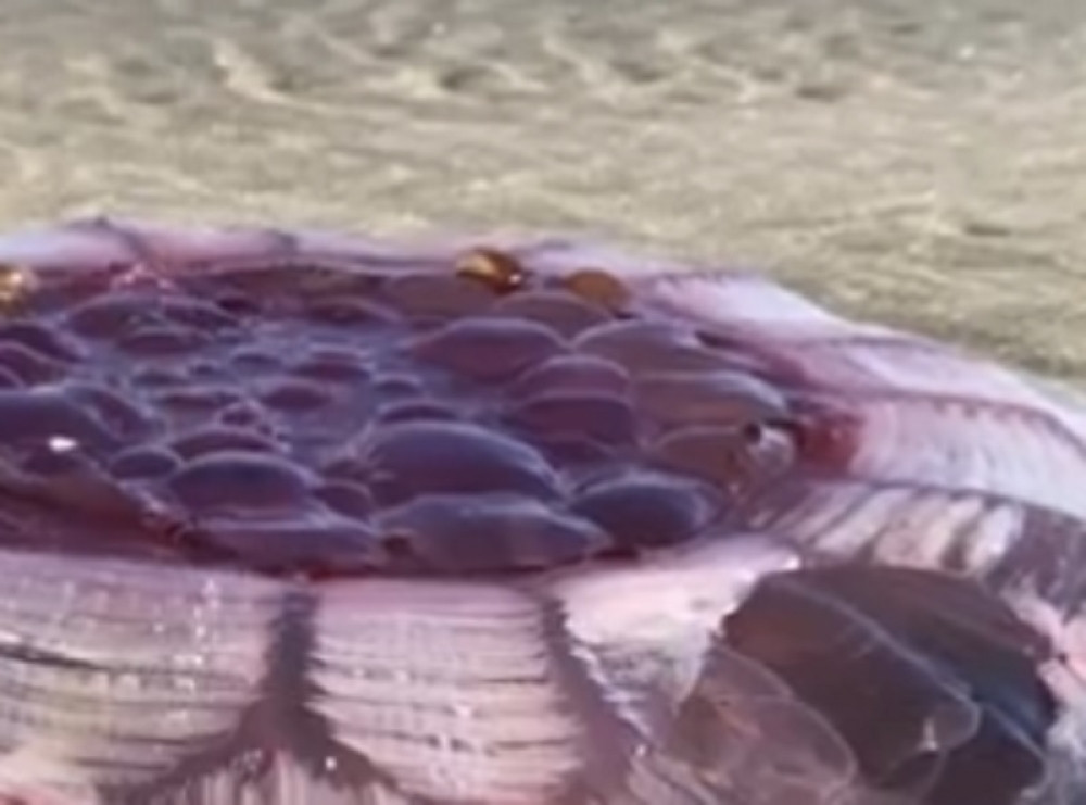 Misteriozno biće ugledano na plaži, ne liči na nešto što je sa ove planete (VIDEO)