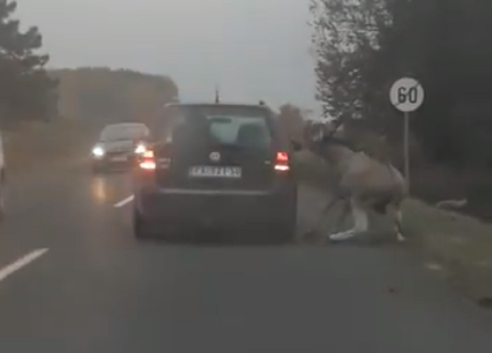 Bahati vozač iz Pančeva vezao životinju konopcem za automobil, a onda je počeo da vozi! (VIDEO)