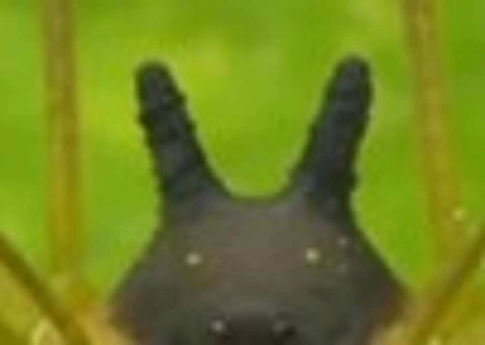 Pronađena životinja koja liči na mešavinu psa i pauka! Dobro ste pročitali... (VIDEO)