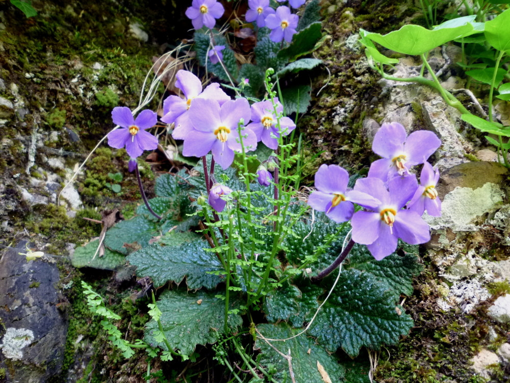 Zašto je cvet feniks simbol Srbije?