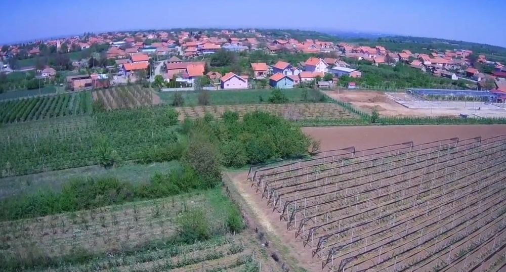 Nenad zasadio OVO VOĆE, a sad zarađuje 800 dinara po kilogramu! Otvorio i svoju prodavnicu!