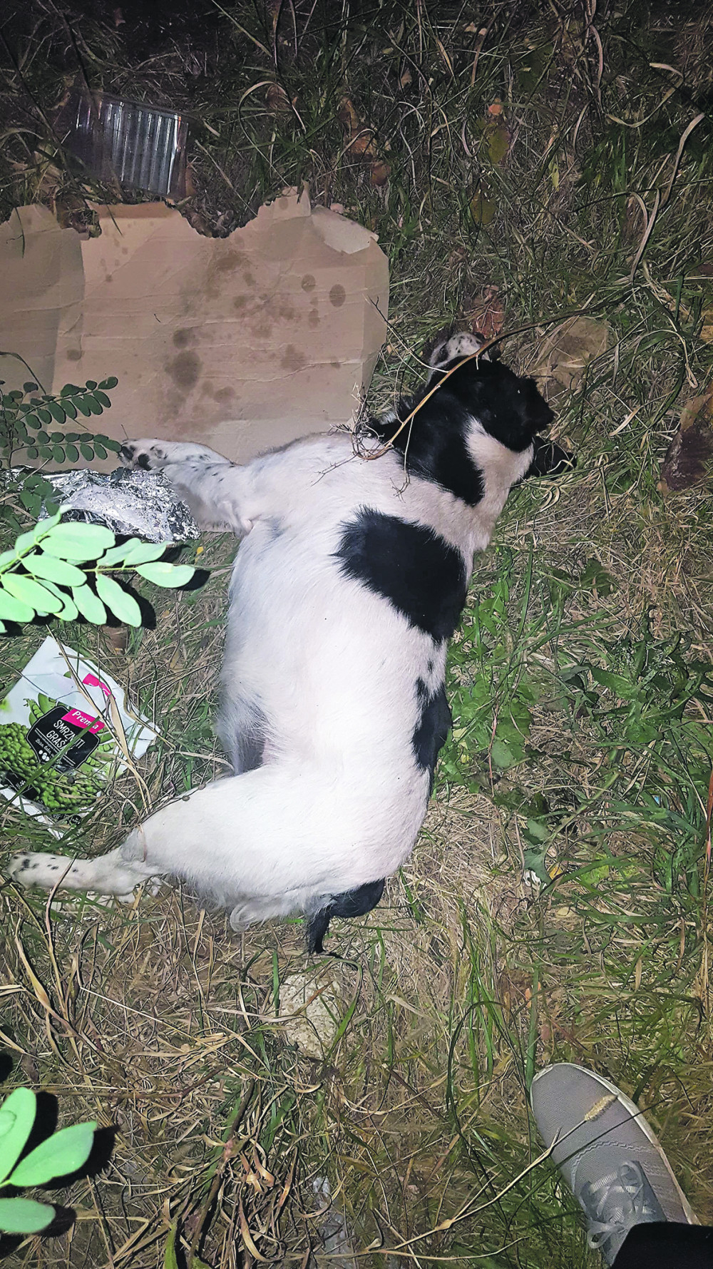 Komšije rešile da kazne počinioca